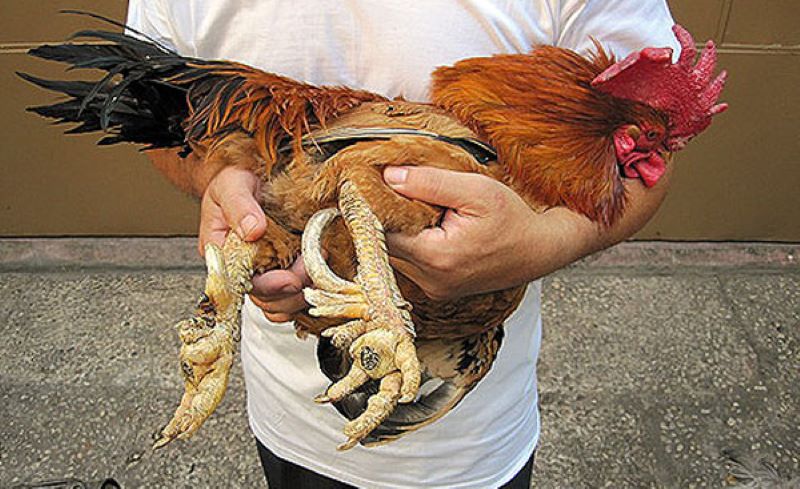Đặc trưng nổi bật khác với gà thông thường