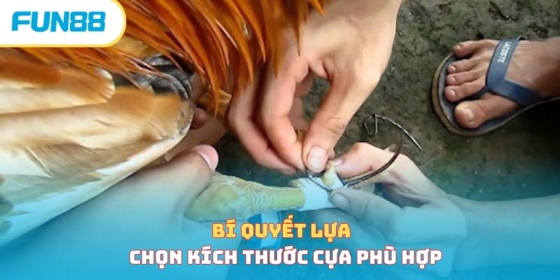 Bí quyết lựa chọn kích thước cựa phù hợp