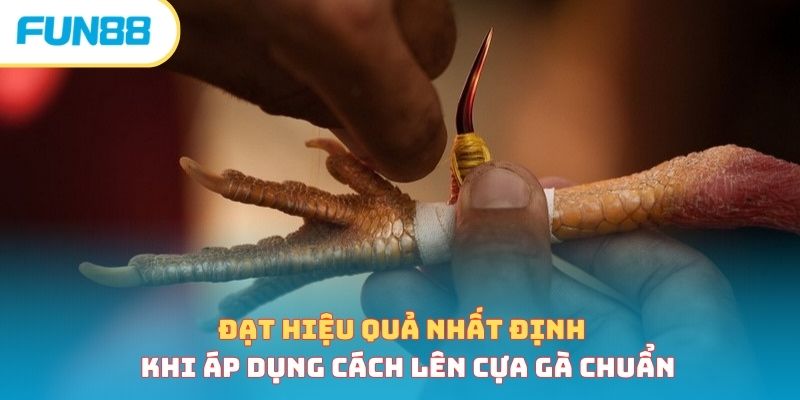 Đạt hiệu quả nhất định khi áp dụng cách lên cựa gà chuẩn