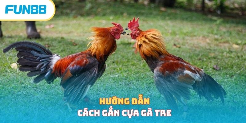 Hướng dẫn cách gắn cựa gà tre