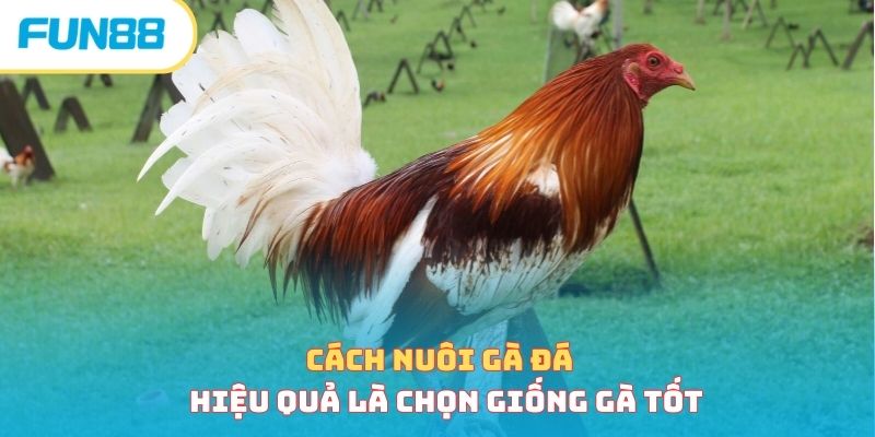 Cách nuôi gà đá hiệu quả là chọn giống gà tốt