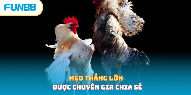 Mẹo thắng lớn được chuyên gia chia sẻ