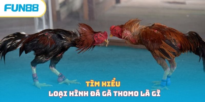 Tìm hiểu loại hình đá gà thomo là gì