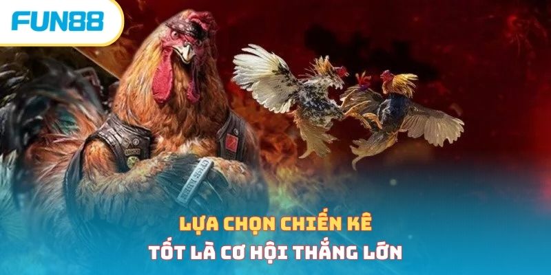 Lựa chọn chiến kê tốt là cơ hội thắng lớn