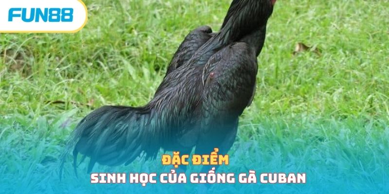 Đặc điểm sinh học của giống gà Cuban