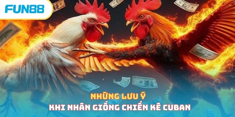 Những lưu ý khi nhân giống chiến kê Cuban