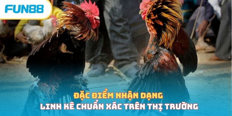 Đặc điểm nhận dạng linh kê chuẩn xác trên thị trường
